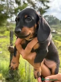 Teckel Miniatura perros CACHORRO TECKEL - 2 MESES  - Anuncio 1