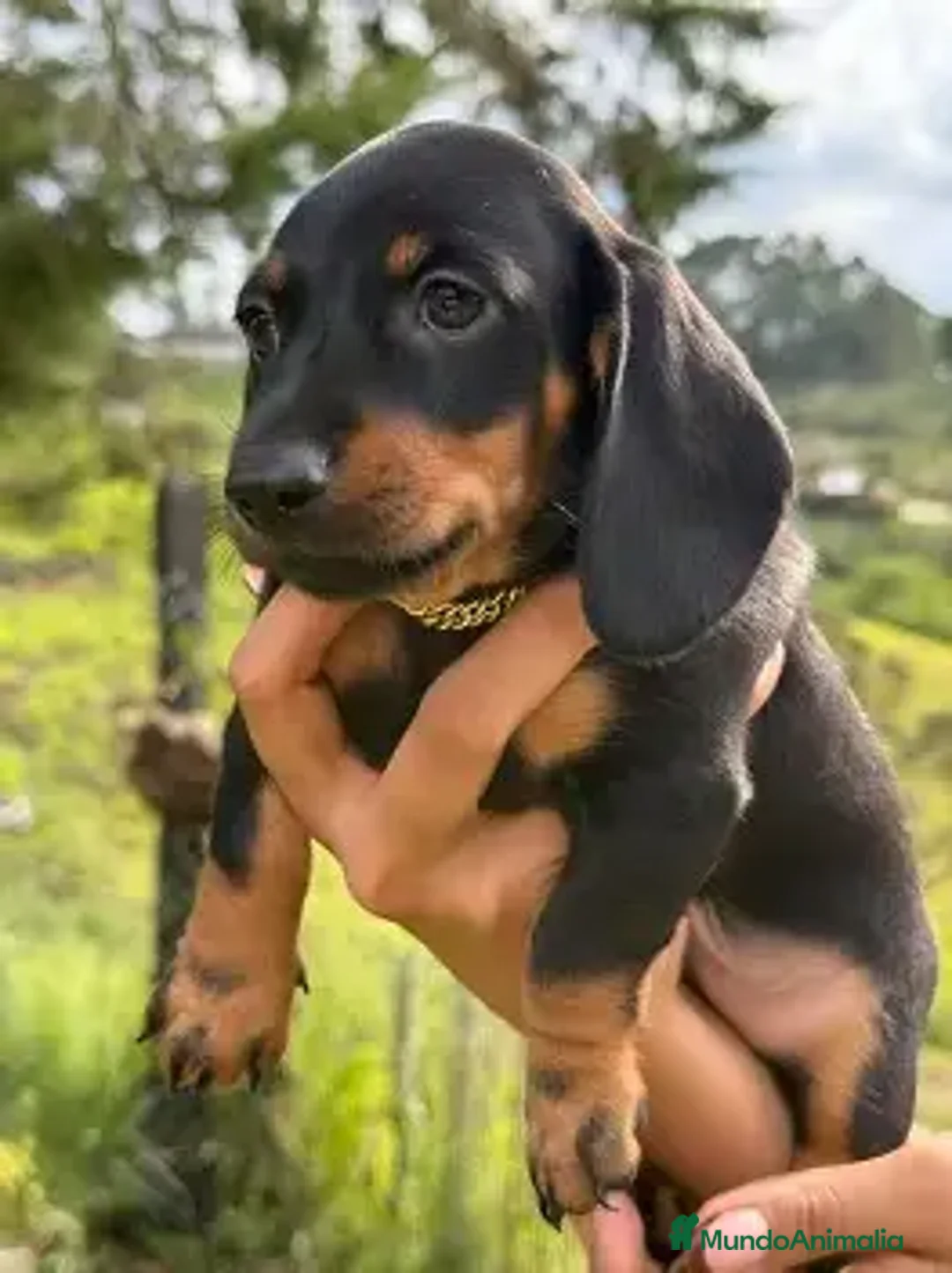 Teckel Miniatura perros en venta: CACHORRO TECKEL - 2 MESES  en Cáceres - Anuncio 1