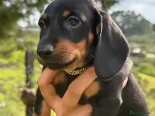 Teckel Miniatura perros CACHORRO TECKEL - 2 MESES - Anuncio 1