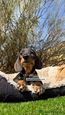 Teckel Miniatura perros - Anuncio 9