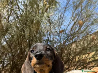 Teckel Miniatura perros CRIA PROFESIONAL TECKEL PELO DURO - Anuncio 8