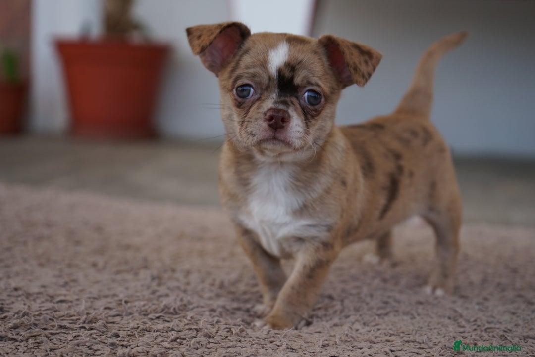 Chihuahua perros en venta: PADDY Y RONDA, DOS CHIHUAHUAS MUY ESPECIALES - Imagen 11
