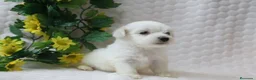 Bichón Maltés perros en venta: PRECIOSOS BICHON MALTES  LINEA TOY - Anuncio 15