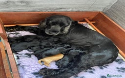 Cocker Spaniel Inglés perros en venta: Cocker Spaniel Ingés, cachorros - Anuncio 9