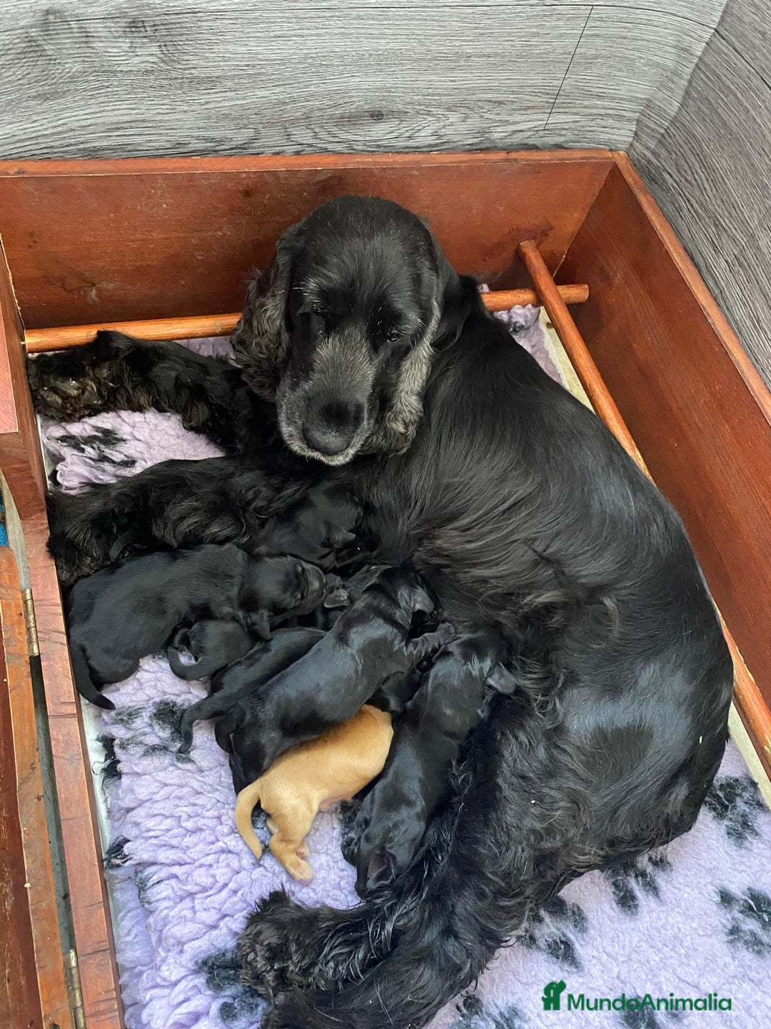 Cocker Spaniel Inglés perros en venta: Cocker Spaniel Ingés, cachorros - Anuncio 9