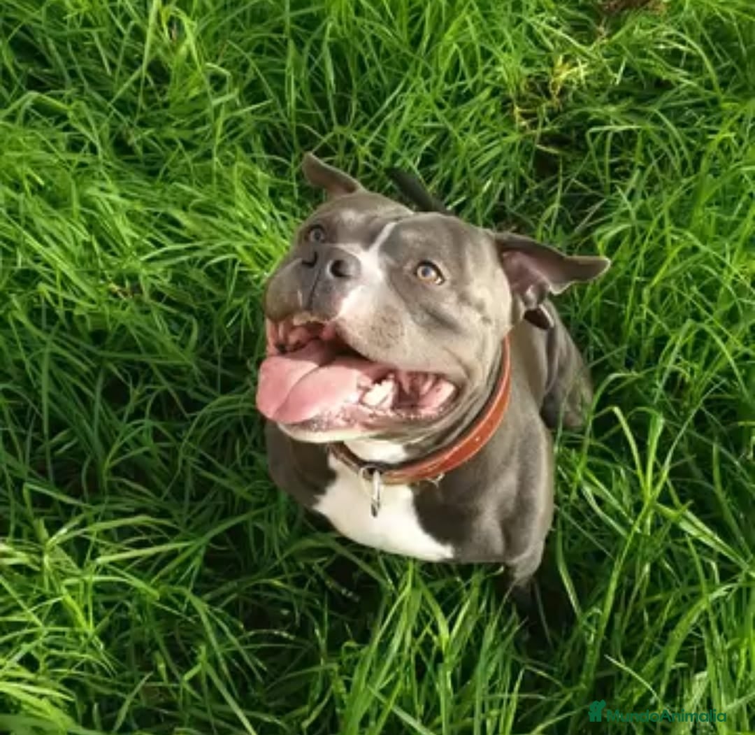 American Bully perros en venta: American bully pocket  - Imagen 6