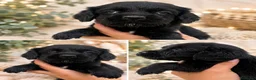 Labradoodle perros en venta: Labradoodle  - Anuncio 2