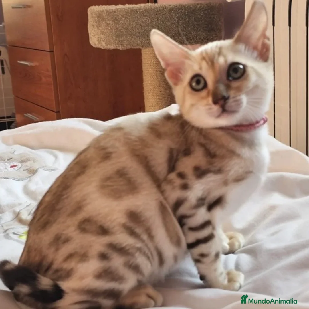 Bengalí gatos en venta: Bengalí  - Anuncio 4