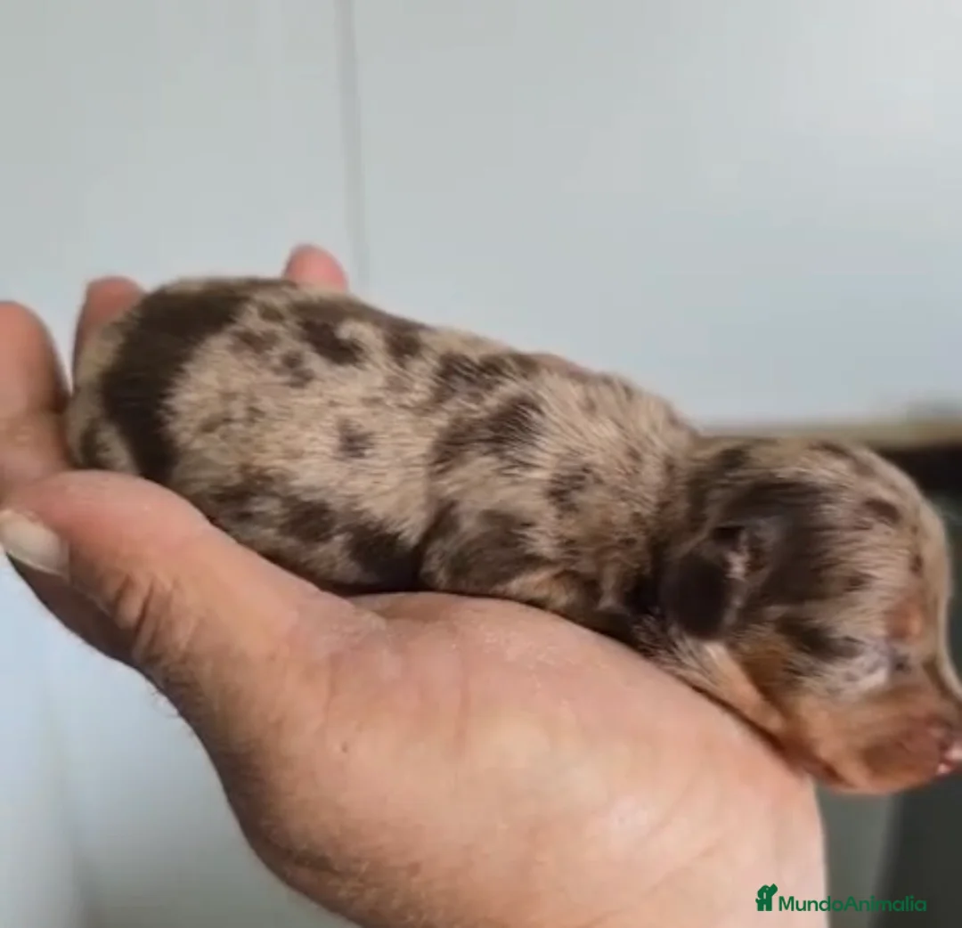 Teckel Miniatura perros en venta: Teckel Hembra arlequín chocolate miniatura  - Anuncio 3