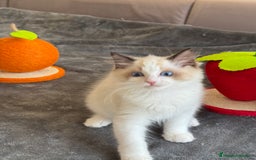 Ragdoll gatos en venta: Gatito Ragdoll - Imagen 11