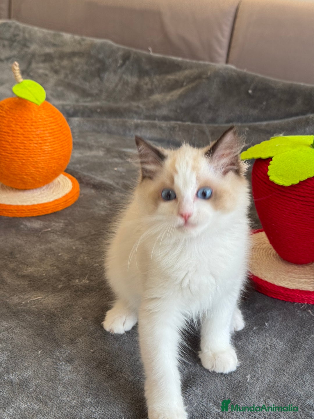 Ragdoll gatos en venta: Gatito Ragdoll - Imagen 11