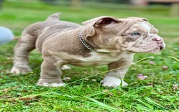 American Bully perros en venta: American bully bebés preciosos - Imagen 6