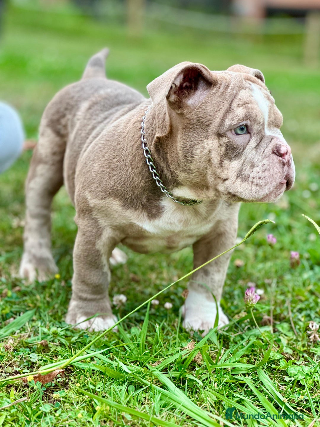 American Bully perros en venta: American bully bebés preciosos - Imagen 6