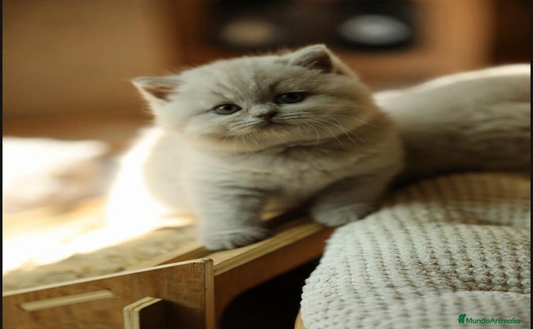 Británico de Pelo Corto gatos - Anuncio 7