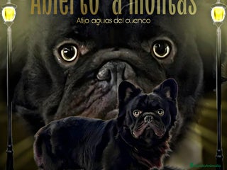 Bulldog Francés perros en Madrid - Anuncio 8