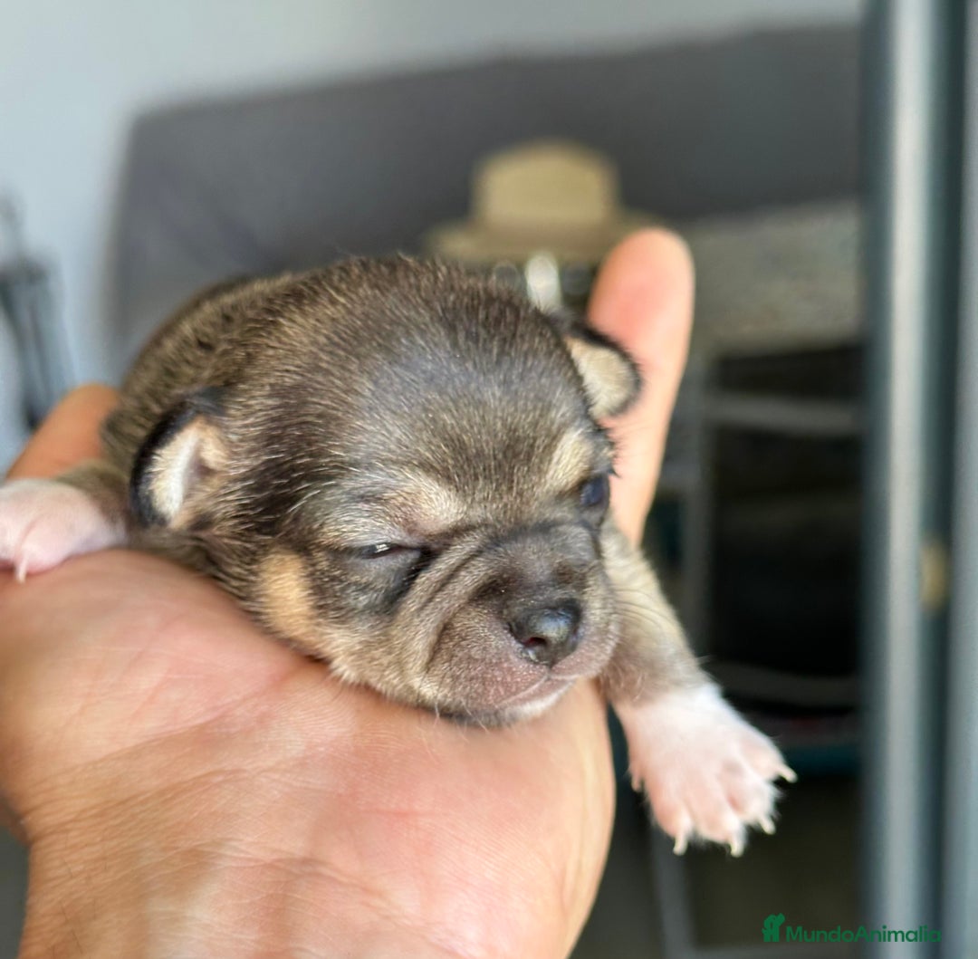 Chihuahua perros en venta: Chihuahuas mis nuevos pequeños - Imagen 12