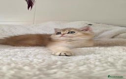 Británico de Pelo Corto gatos en venta: British Golden Chinchilla Hembra - Imagen 4