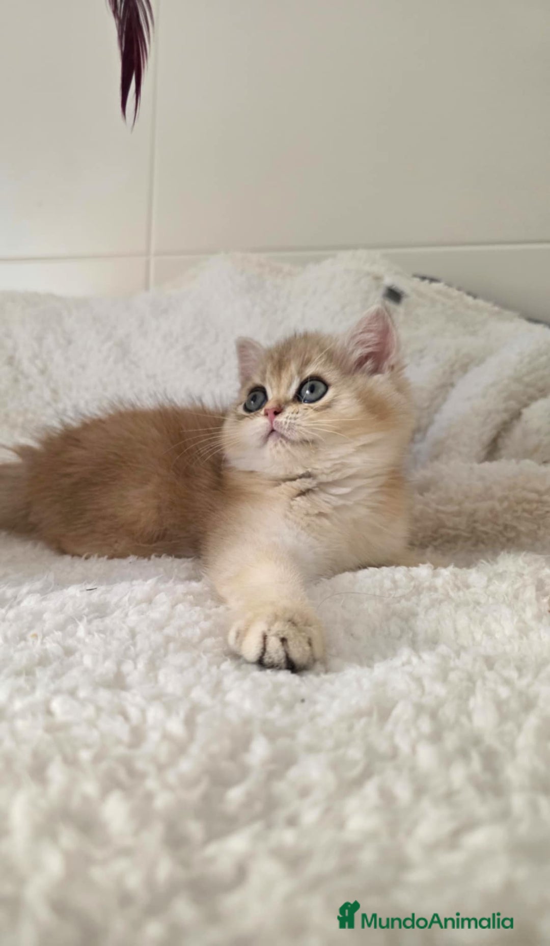 Británico de Pelo Corto gatos en venta: British Golden Chinchilla Hembra - Imagen 4