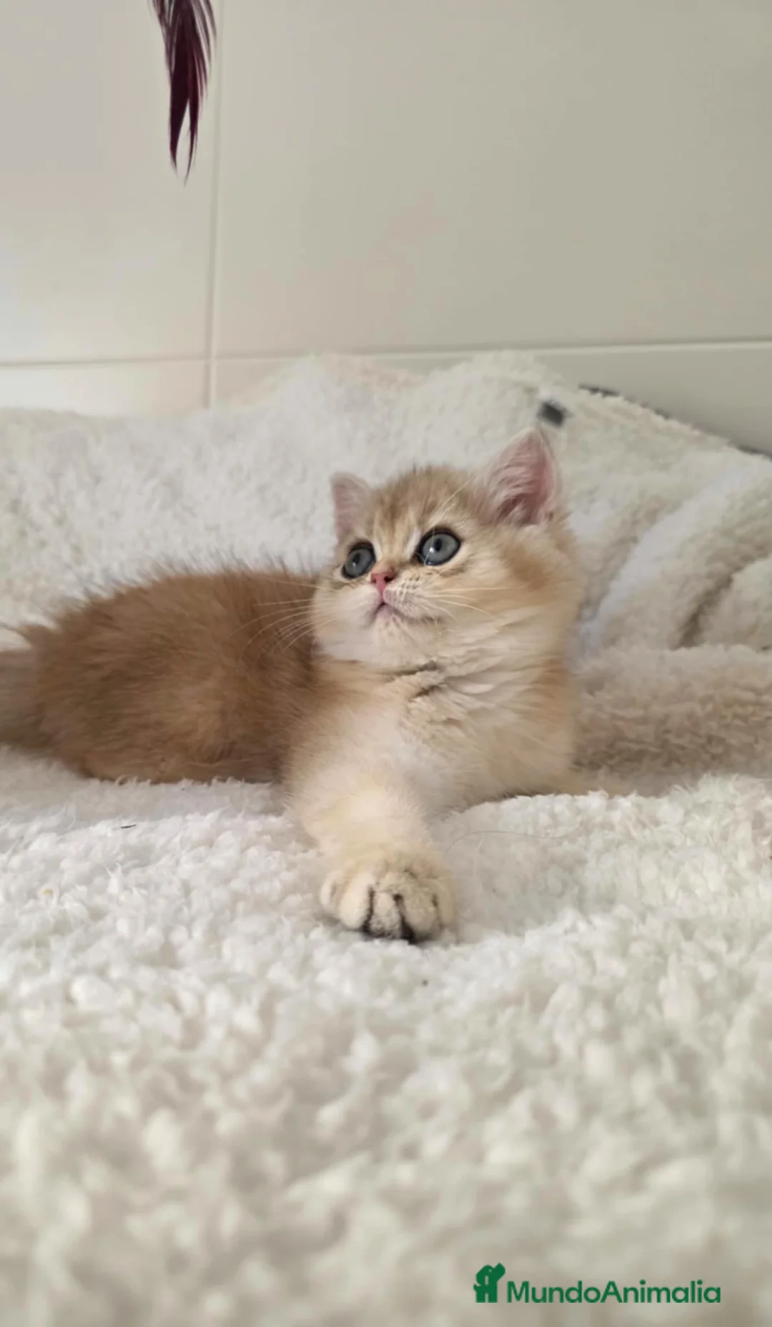 Británico de Pelo Corto gatos en venta: British Golden Chinchilla Hembra - Anuncio 4