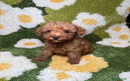 Caniche Toy perros en venta: Caniche Toy Rojo - Imagen 2