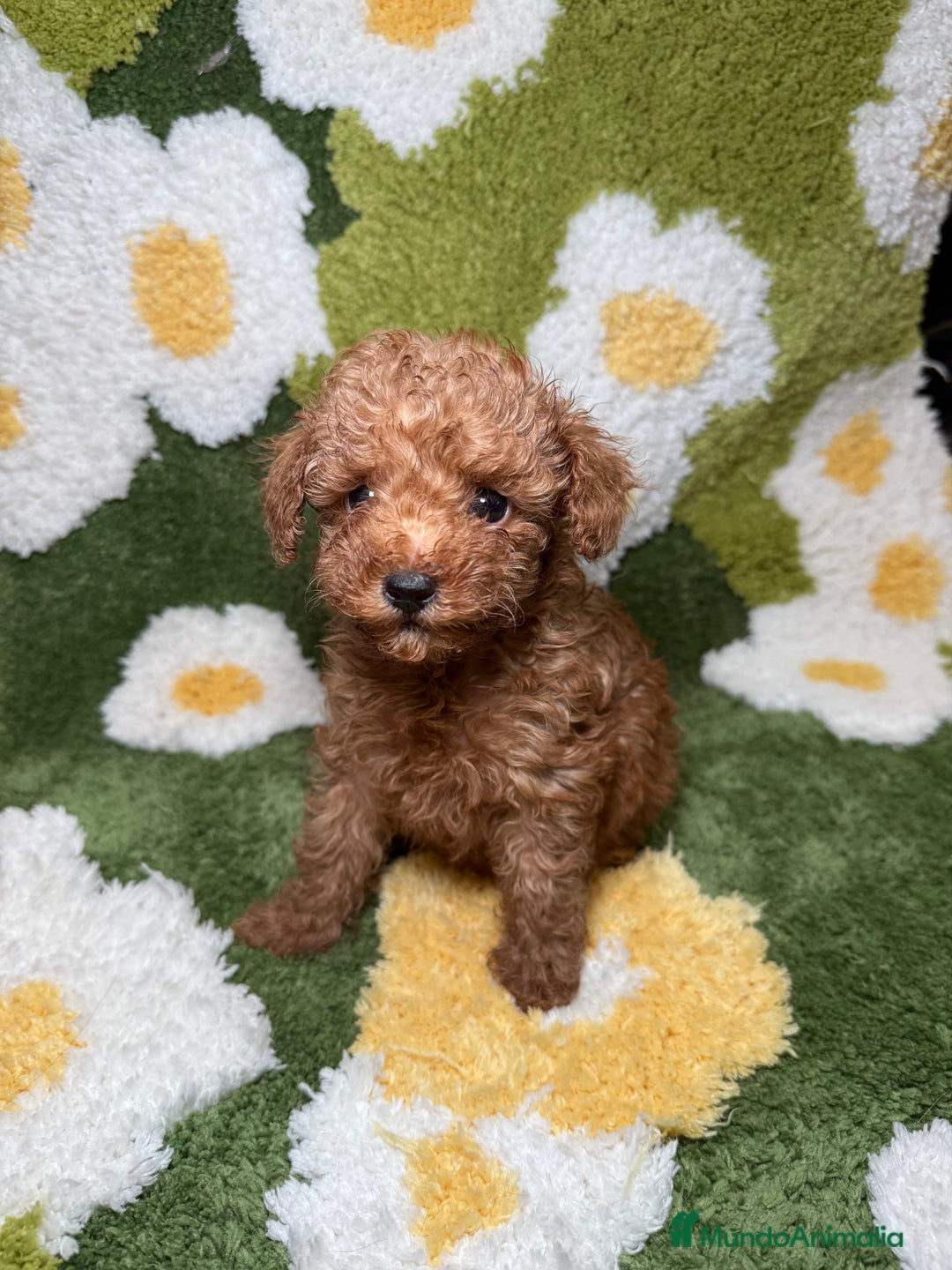 Caniche Toy perros en venta: Caniche Toy Rojo - Imagen 2