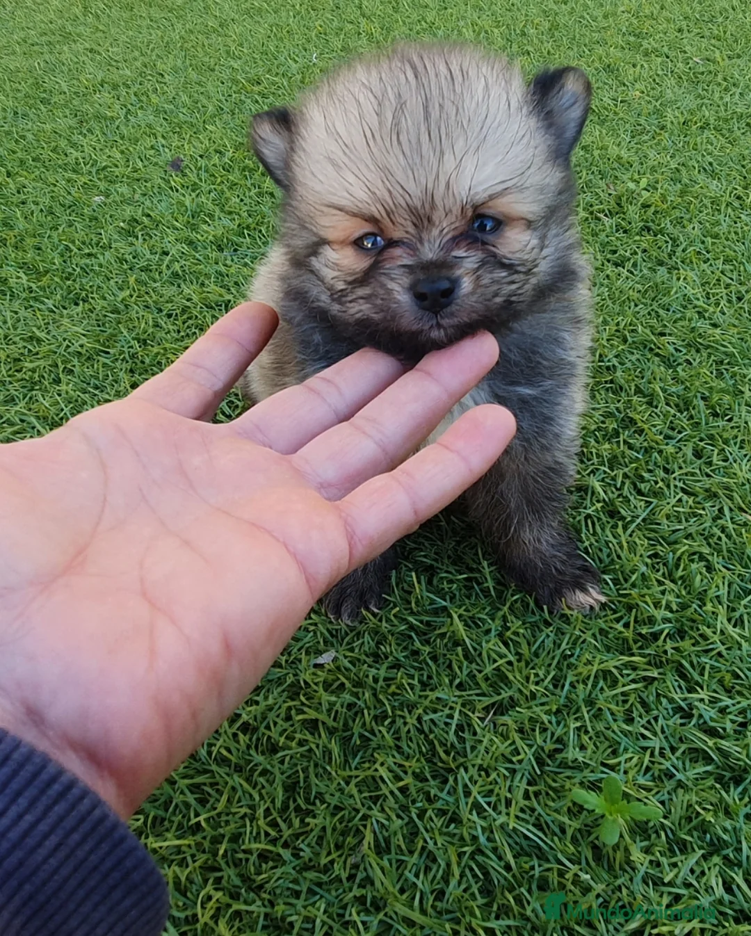 Pomerania perros en venta: Pomeranias Mini Preciosos  - Anuncio 6
