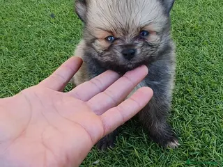 Pomerania perros Pomeranias Mini Preciosos - Anuncio 24