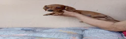 Teckel Miniatura perros en venta: Teckel mini bicolor - Anuncio 14