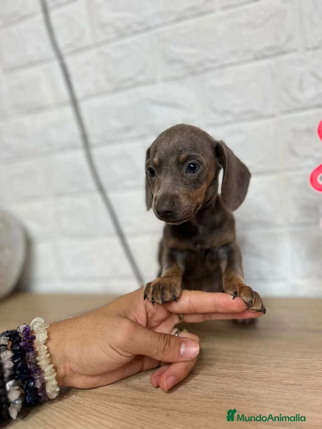 Teckel perros en venta: TECKEL PRECIOSOS !!!! en Badajoz - Anuncio 5