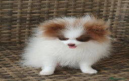 Pomerania perros en venta: Lulú Pomerania  - Imagen 1