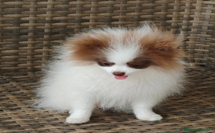Pomerania perros - Propaganda 7