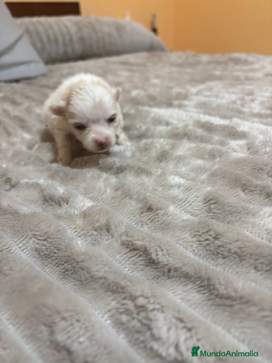 Pomerania perros en venta: Lulu Pomerania Toy party naranja hembra  - Anuncio 5