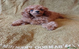 Caniche Toy perros en venta: ESPECTACULAR HEMBRA CANICHE TOY/TEA CUP - Imagen 5