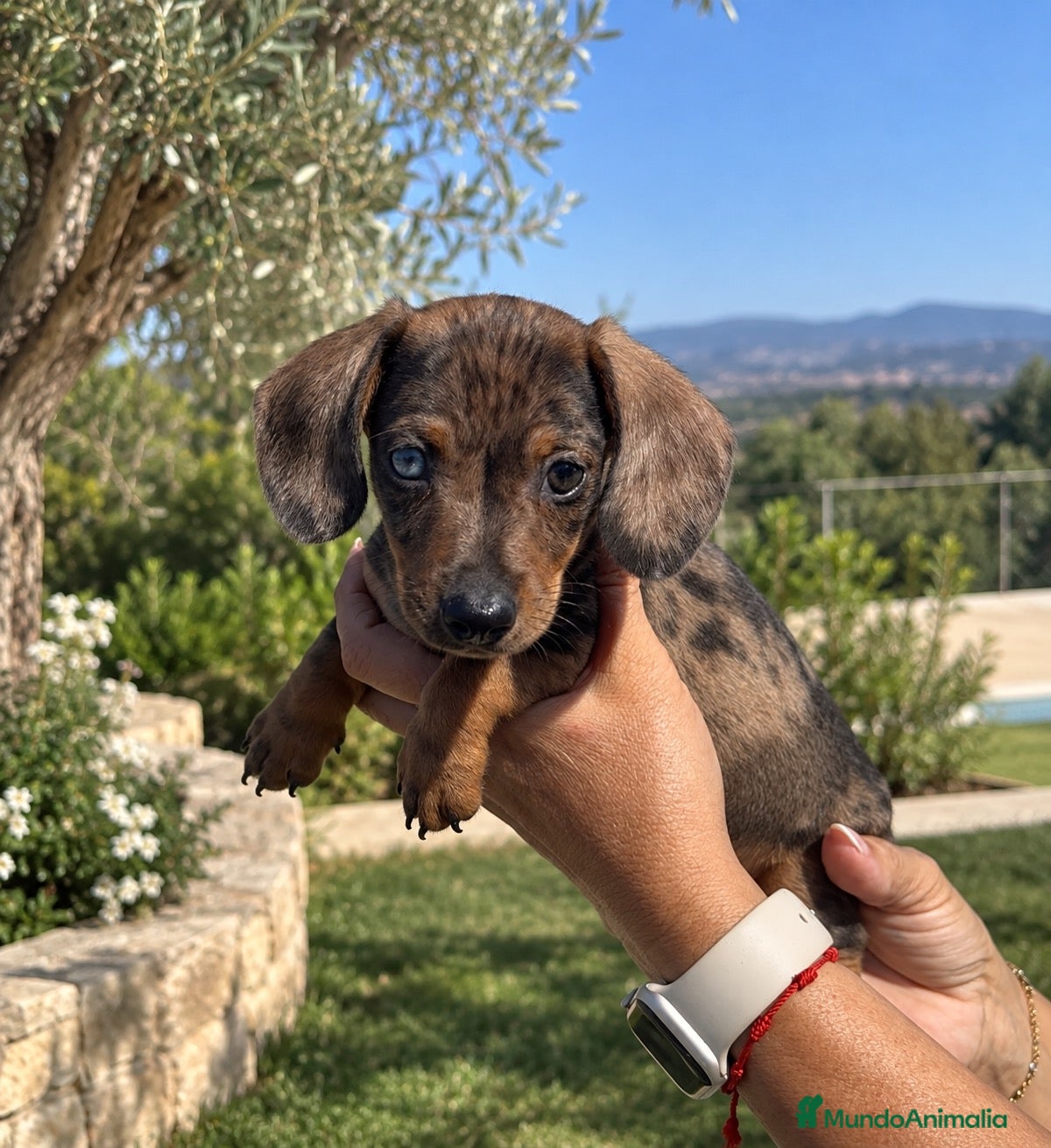 Teckel Miniatura perros TECKEL MINI ARLEQUÍN – MACHO 🐾 - Anuncio 1