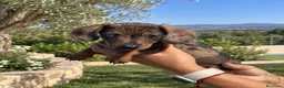 Teckel Miniatura perros en venta: TECKEL MINI ARLEQUÍN – MACHO 🐾 - Anuncio 1