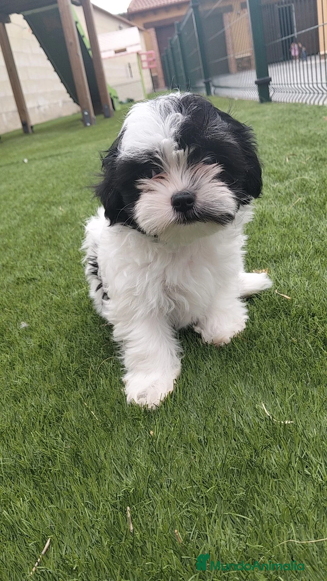Shih Tzu perros en venta: Shih tzu - Anuncio 5