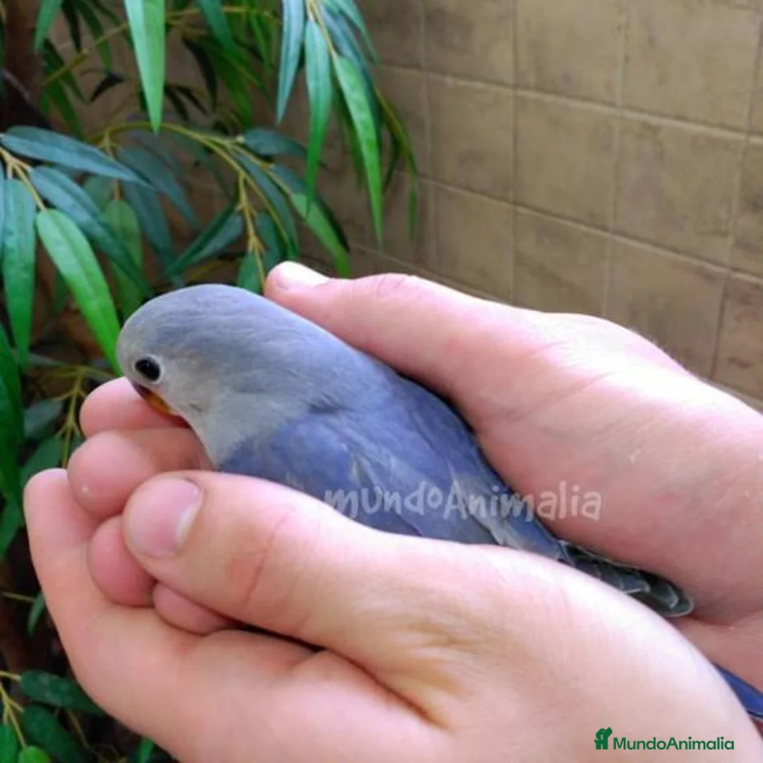 Imagen de galería {{count}}