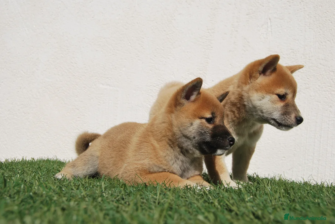 Shiba Inu perros en venta: Shiba Inu , cachorros en Madrid - Anuncio 4