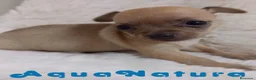 Chihuahua perros en venta: Chihuahua Hembra 1 de Gaga y Choc AQUANATURA - Anuncio 2