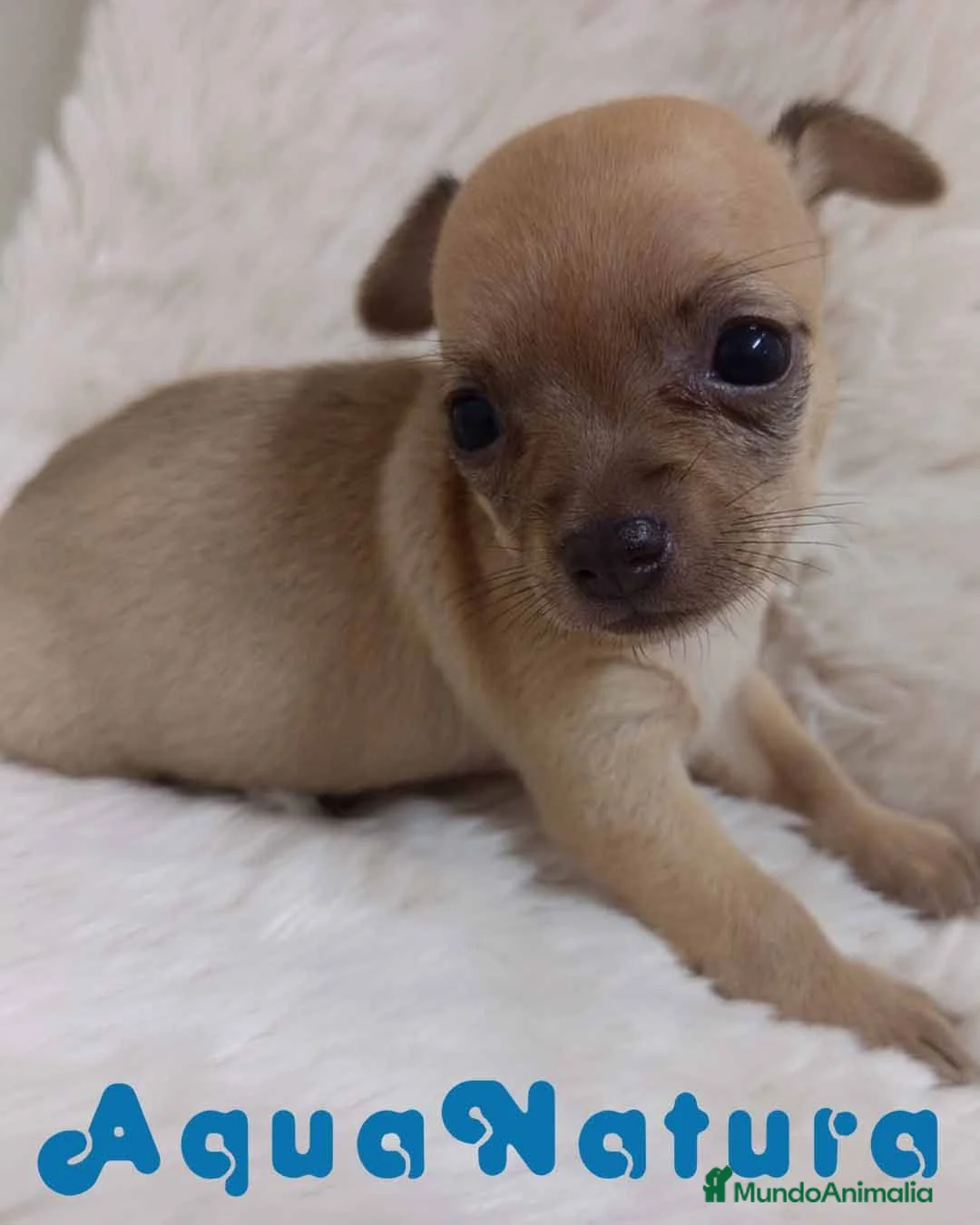 Chihuahua perros en venta: Chihuahua Hembra 1 de Gaga y Choc AQUANATURA - Anuncio 2
