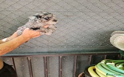 Caniche Toy perros en venta: Hembra caniche toys  - Imagen 11