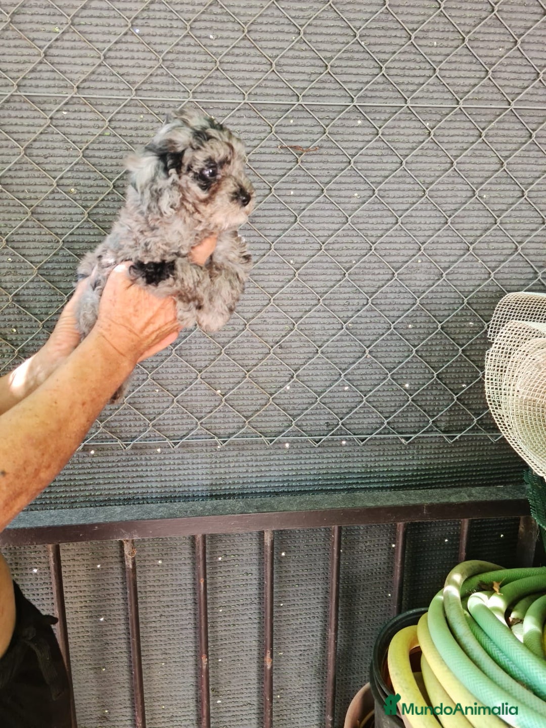 Caniche Toy perros en venta: Hembra caniche toys  - Imagen 11
