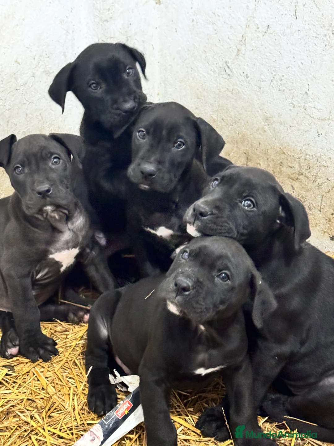 Presa Canario perros en venta: Camada de presa dogo canario  - Anuncio 11