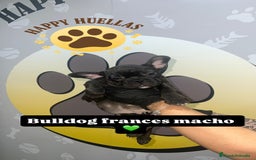 Bulldog Francés perros en venta: Cachorros Bulldog Francés – Machos - Imagen 6
