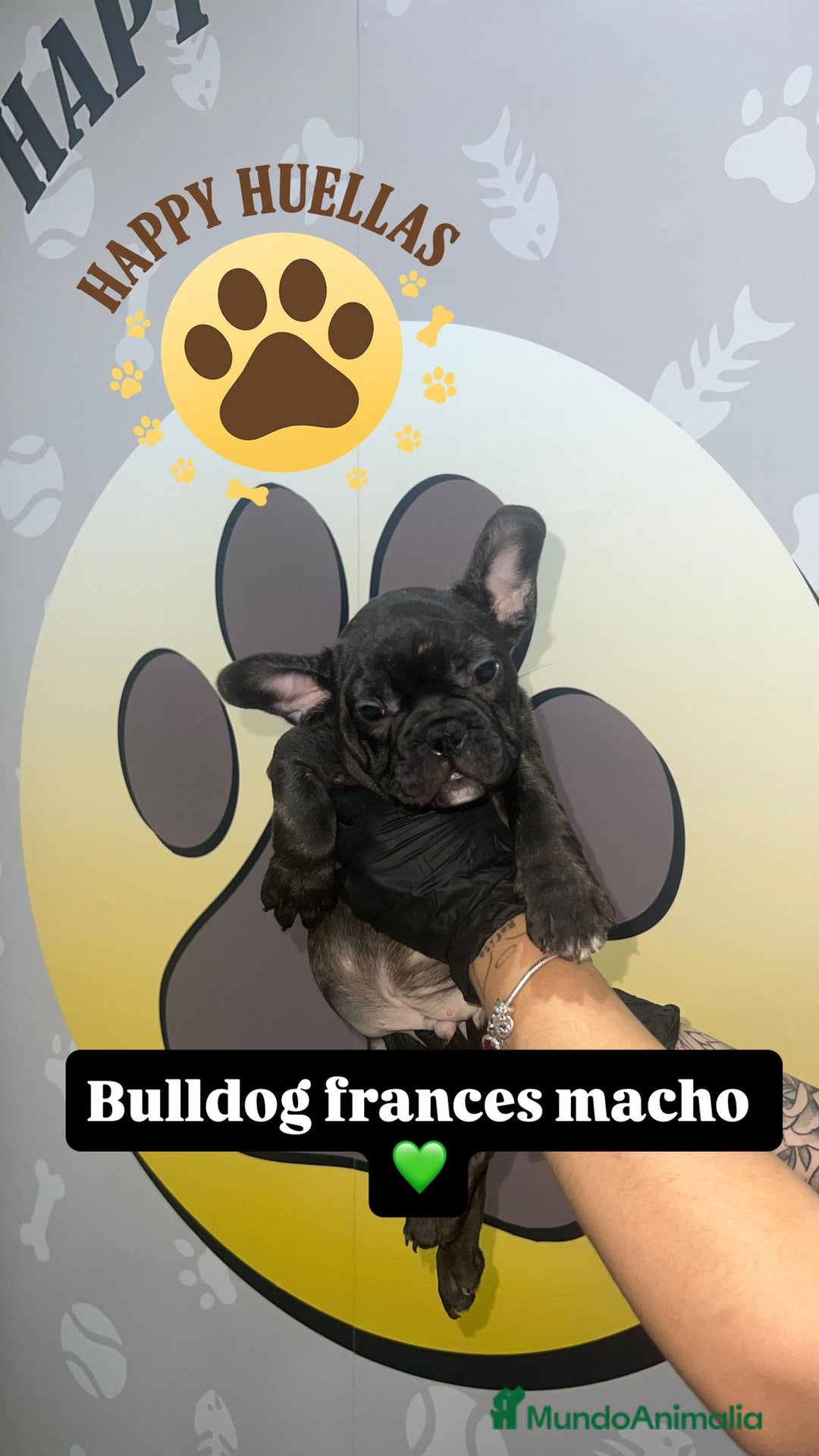 Bulldog Francés perros en venta: Cachorros Bulldog Francés – Machos - Imagen 6