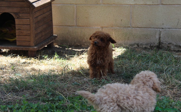 Caniche Toy perros - Propaganda 6