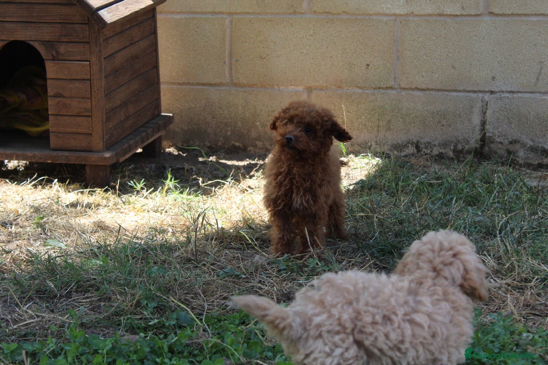 Caniche Toy perros en venta: Caniche toy rojo  - Imagen 1