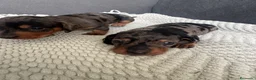 Teckel Miniatura perros en venta: TECKEL CALIDAD SUPREMA !  - Anuncio 7