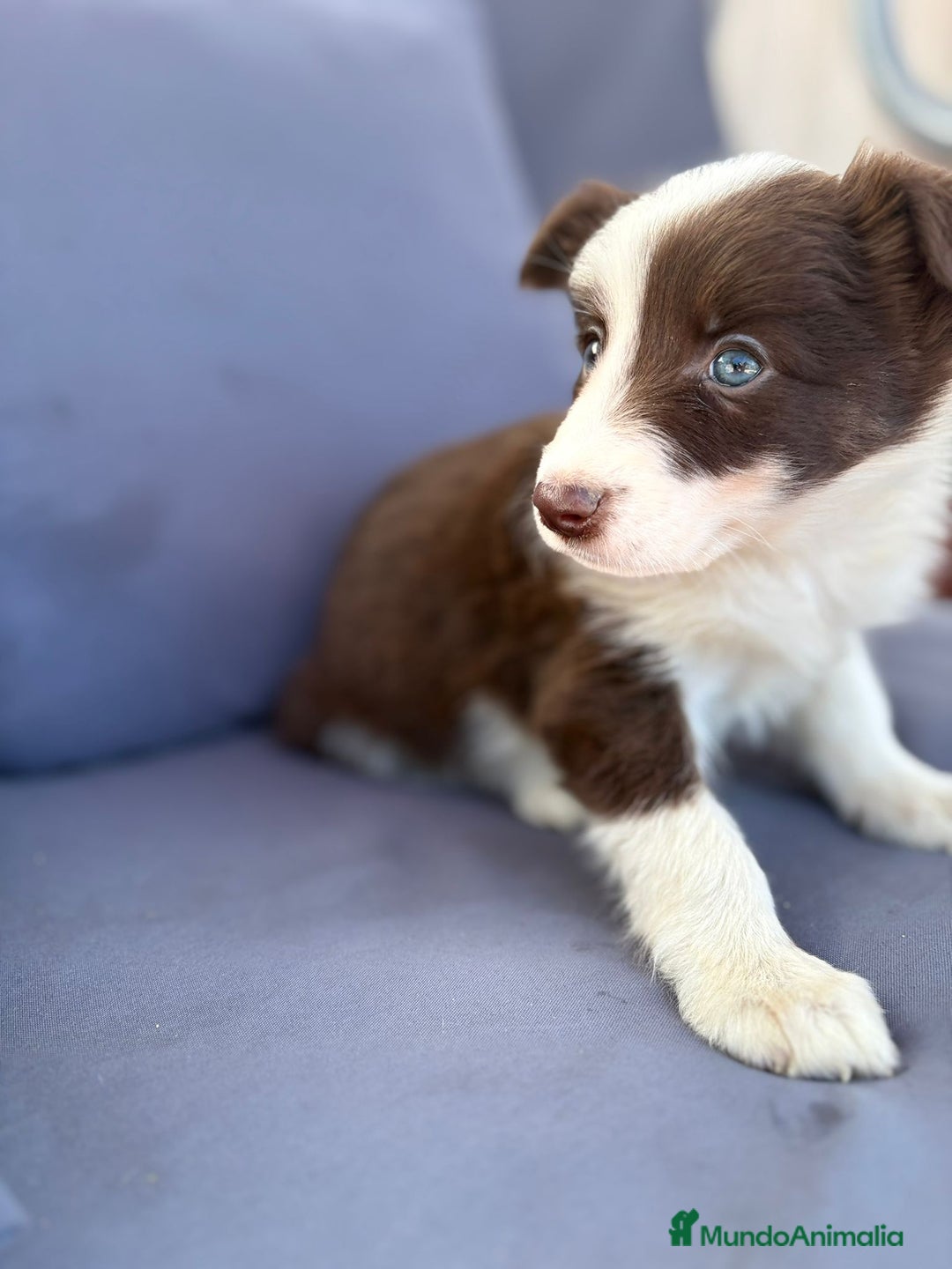 Border Collie perros en venta: Border collie chocolate  - Imagen 12