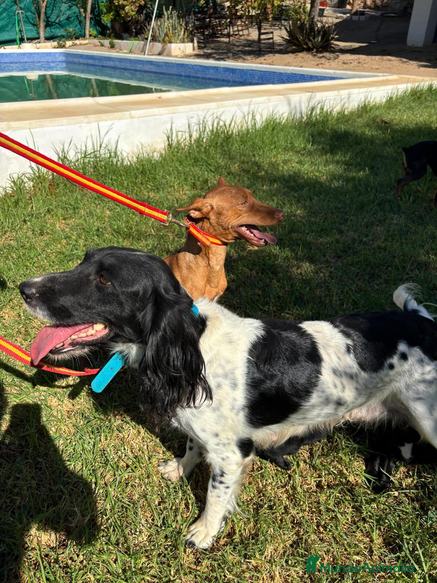 Raza Mixta perros en venta: Excelentes cachorros garabitos   - Anuncio 2